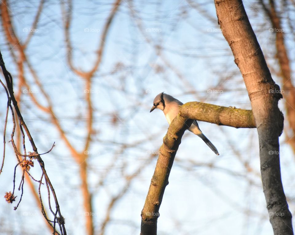 Blue jay in early morning light 
