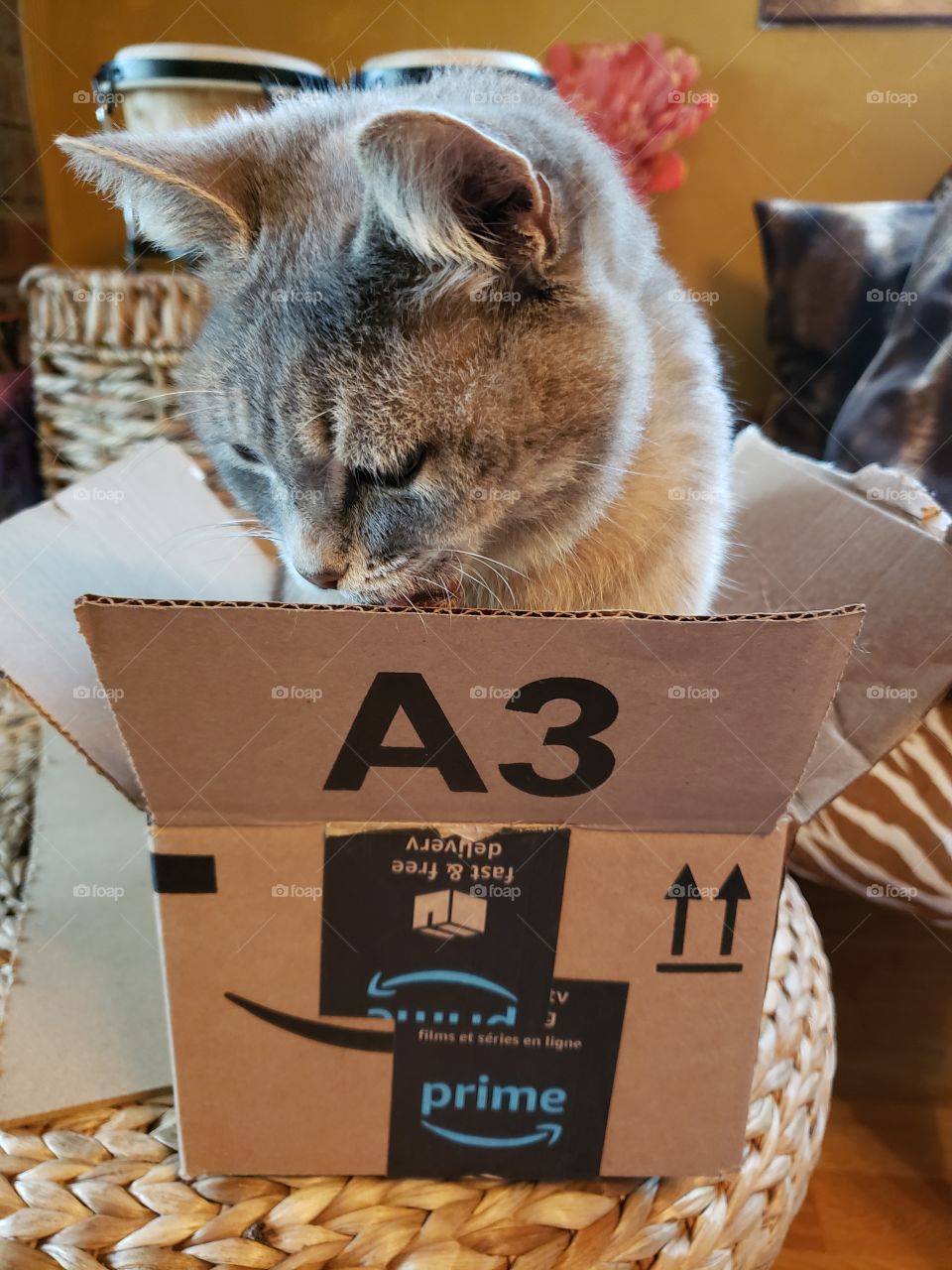 Grey colored pet cat sitting in empty Amazon cardboard box.
