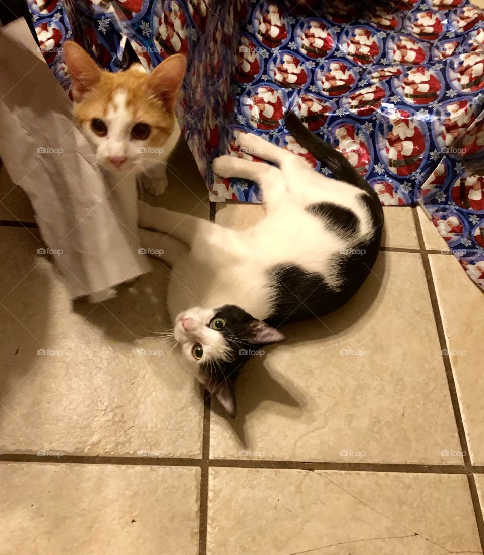 Playful kittens in Christmas wrapping paper