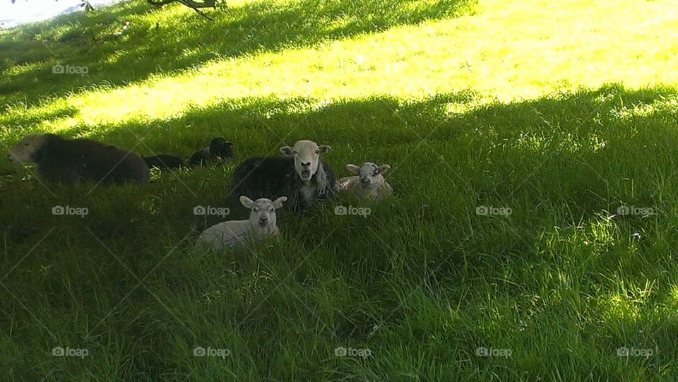 Sheep Greetings. Sheep family in the Lakes District