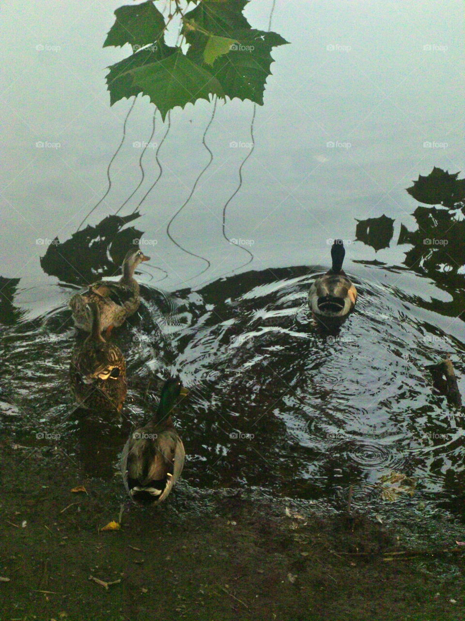 Ducks