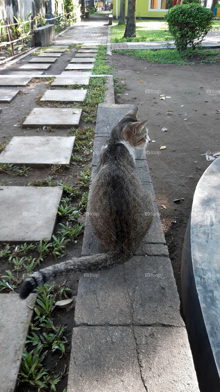 Cat in the town garden