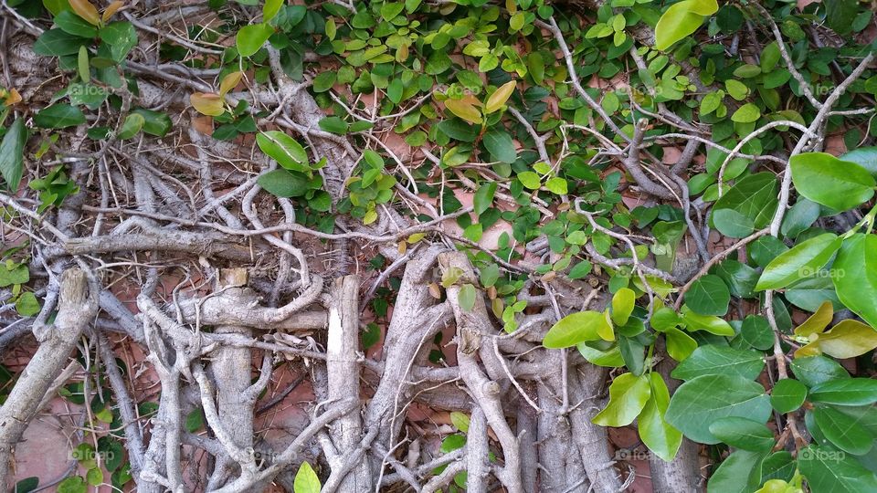 Vines and more vines on the wall