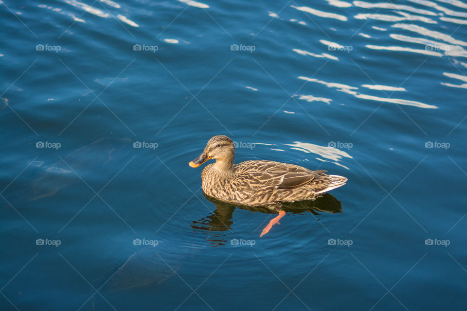 Duck in the Pond