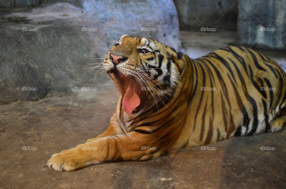 cat tiger hungry tired by hkjohan