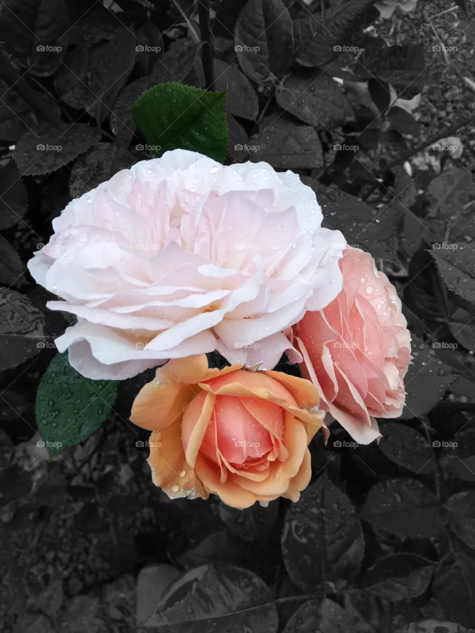 Roses