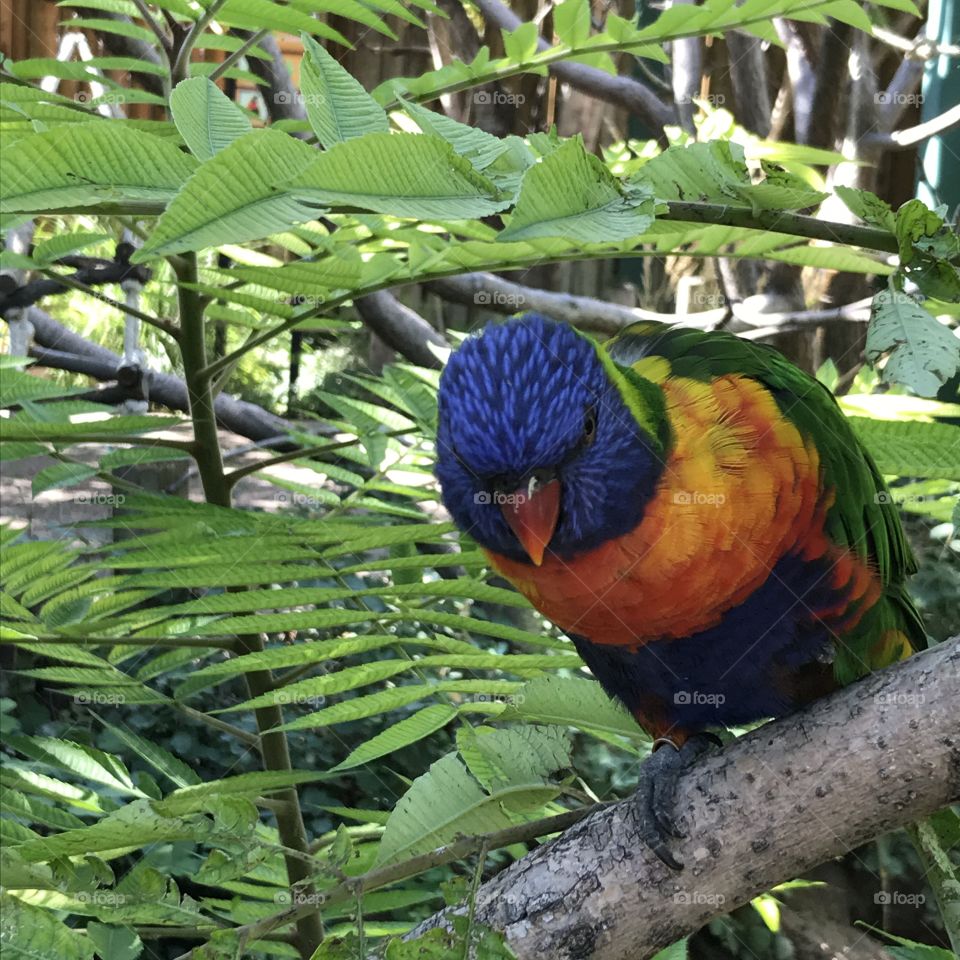 Lorikeet in a tree