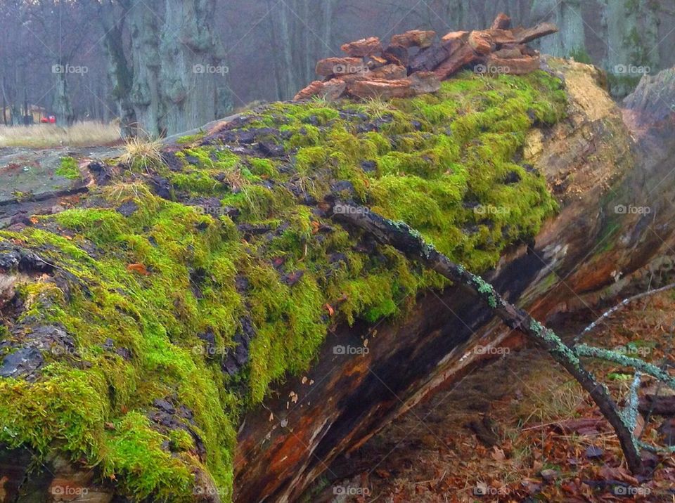 wood branch laying tree long life by anetteaventyr