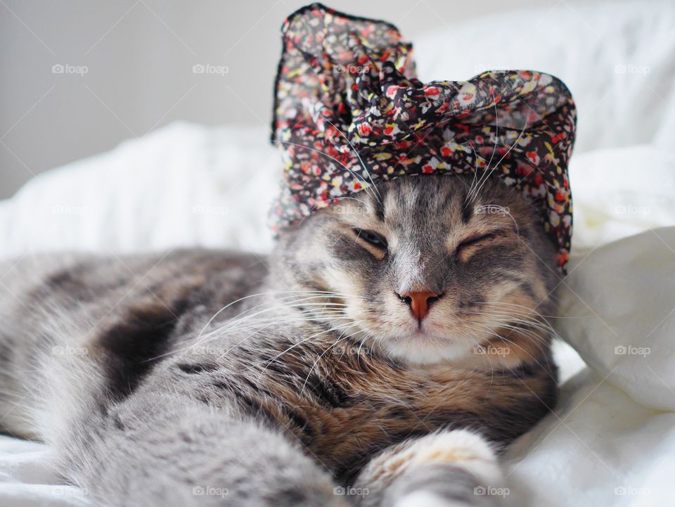 Tired cat with a hat