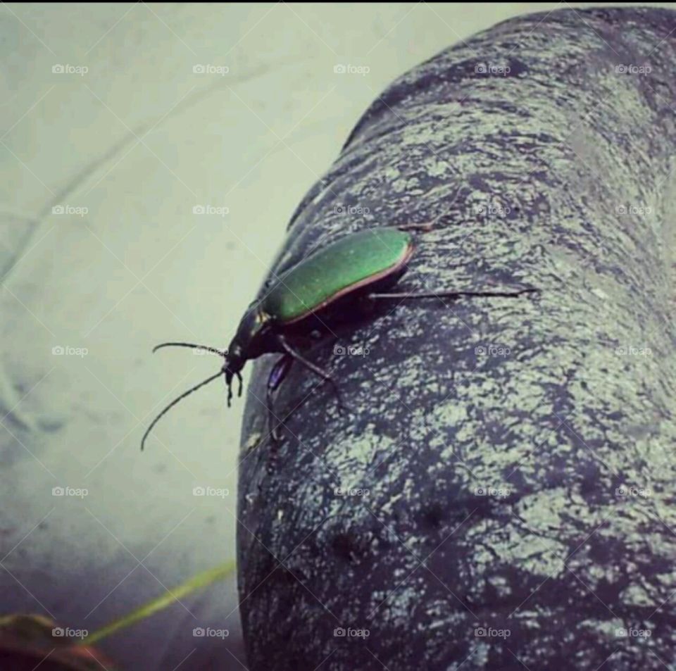 Green beetle. Beetle walking around a flower pot