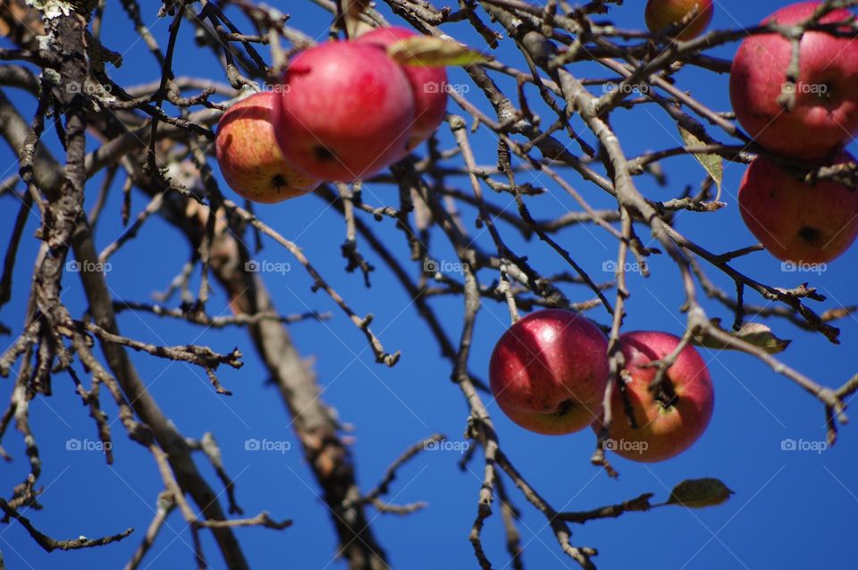 Apples Hanging On Branch