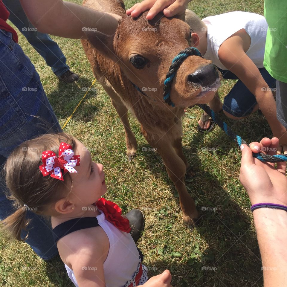Little girl looking at calf