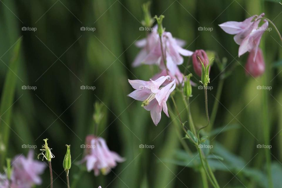 Pink Lily flower soft summer cool