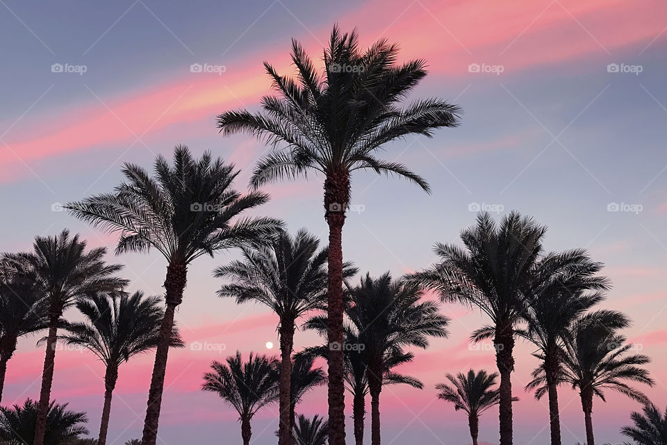 Silhouettes of palm trees on sunset sky background 