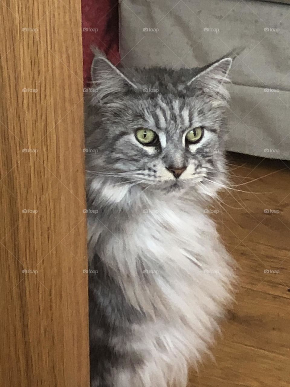 Mainecoon