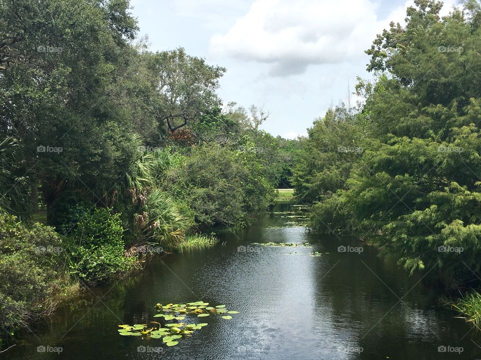 South Florida Everglades canal view