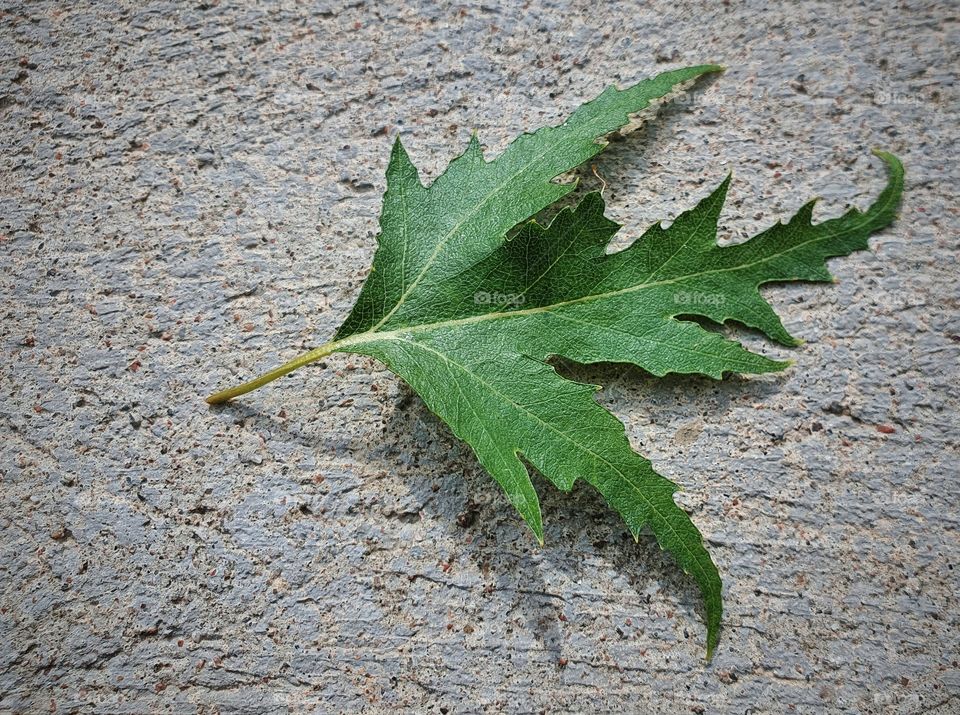Leaf of the Ornäs birch