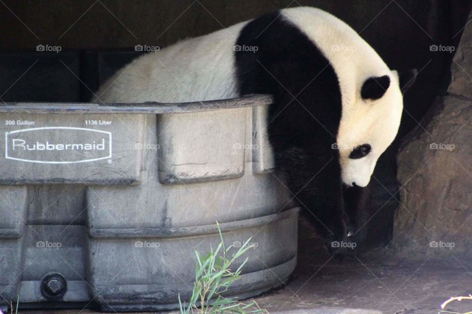 Panda bath