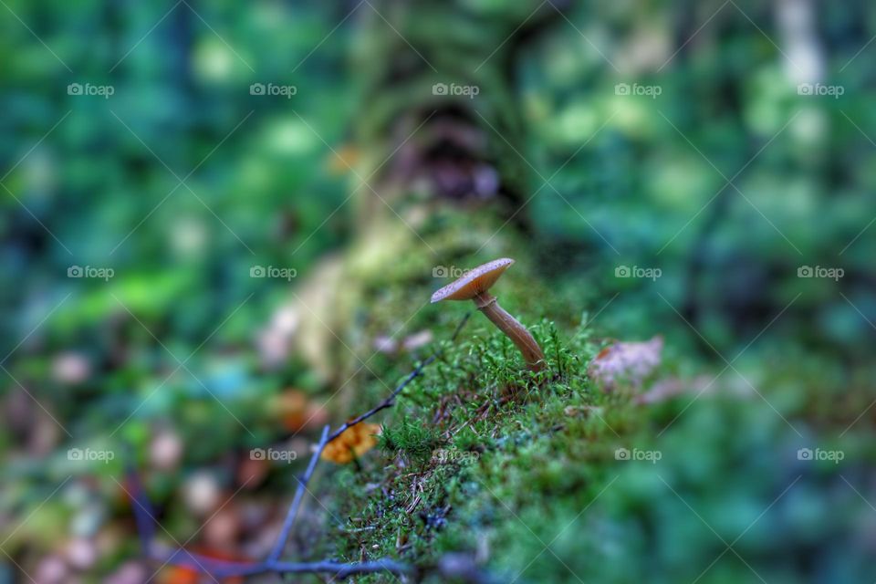 lonely honey fungus on the mossy stump