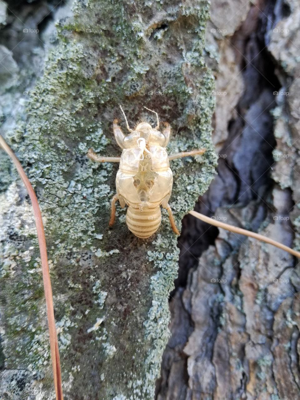 cicada shell