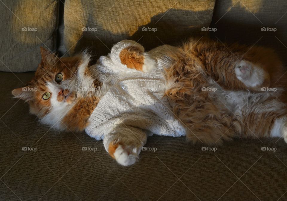 sweater weather cat in sweater beautiful portrait, cozy winter