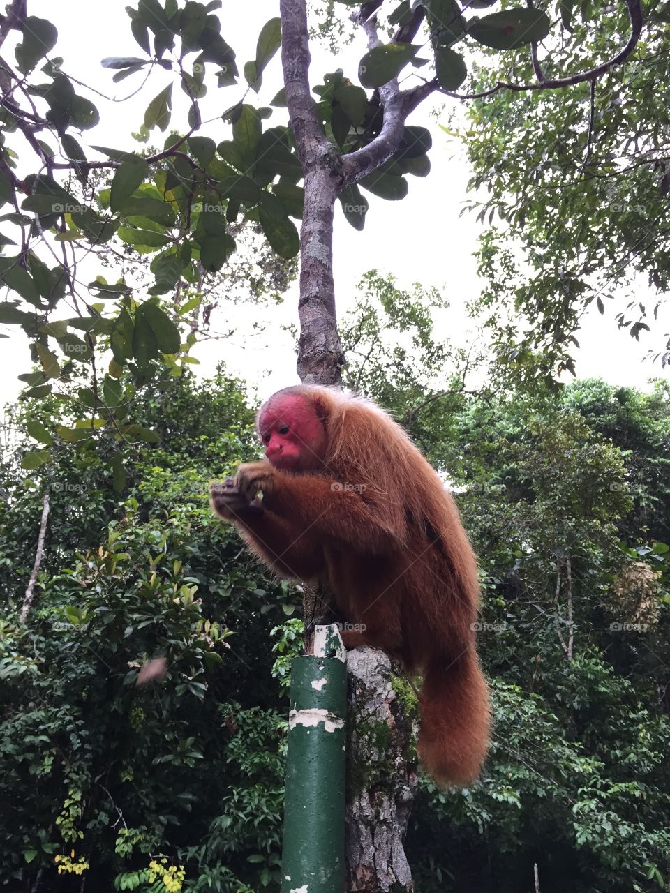  Eating monkey in the Amazon. Red face monkey eating in the jungle of Amazon