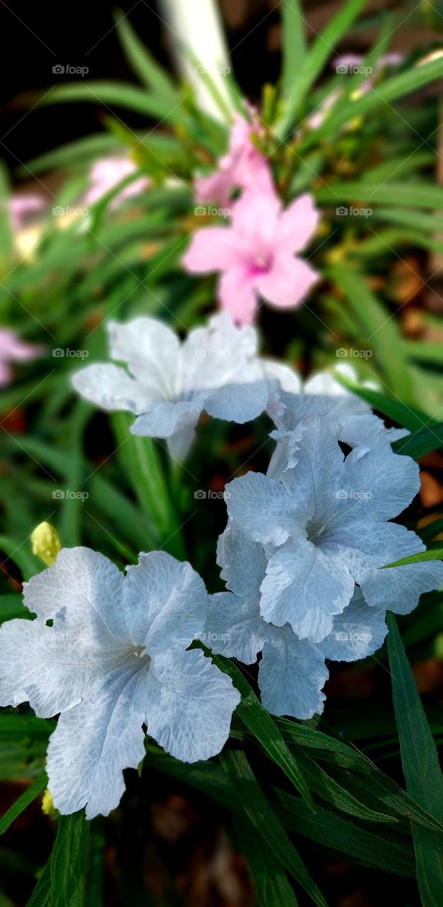 Petunia is a genus of flowering plants from the family Solanaceae whose flowers are trumpet-shaped