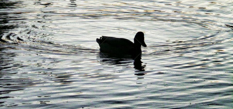 Duck at Dusk