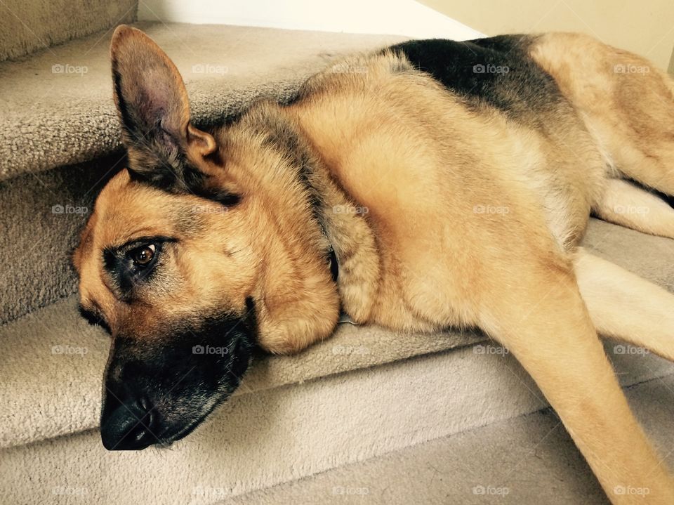 Lazy German shepherd blocking the stairs
