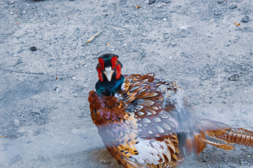 a wild bird that i saw today at the zoo.