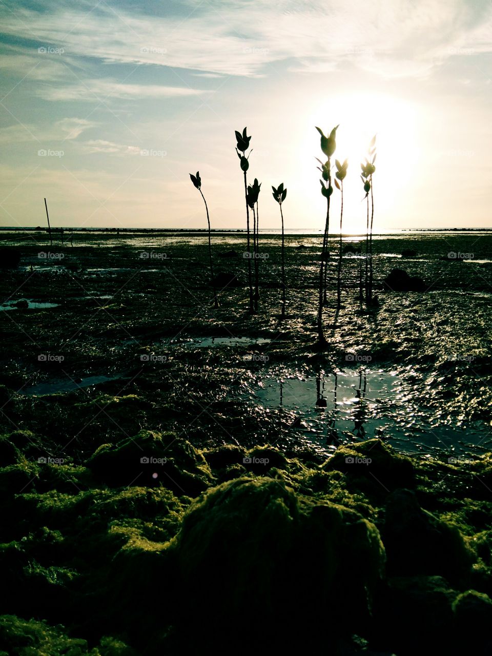 The lively mangrove in the lowtide.