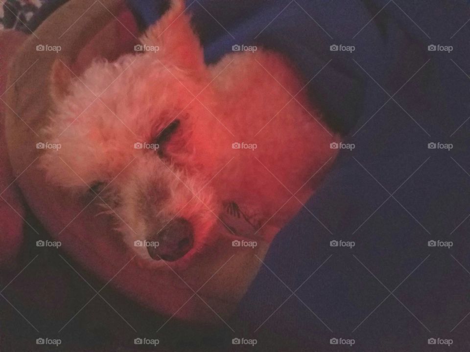 Little poodle dog sleeping in dim light.