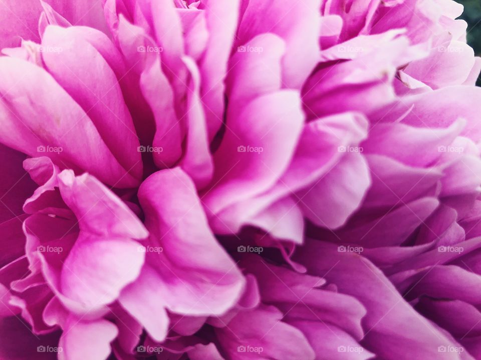 Closeup of beauty flower.Macro photo