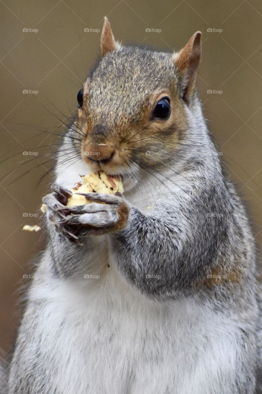 Squirrel Eating Acorn and Making a Mess