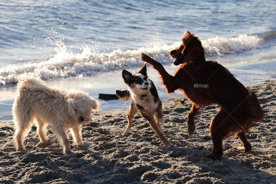 Dogs playing on the beach 