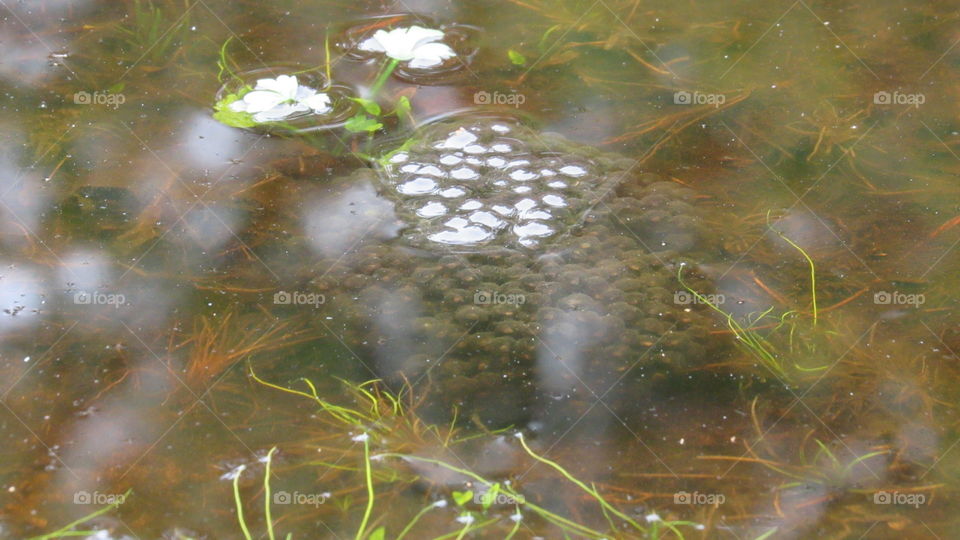 Frog eggs