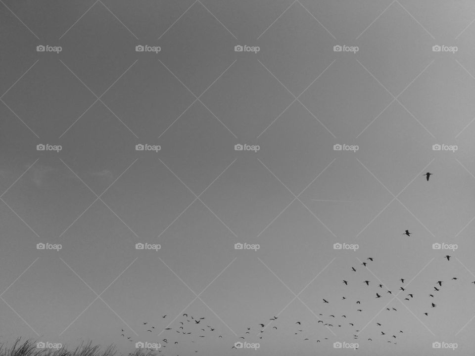 Sky and birds