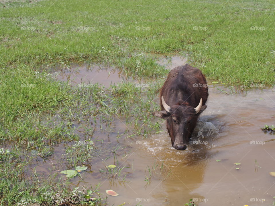 water buffalo
