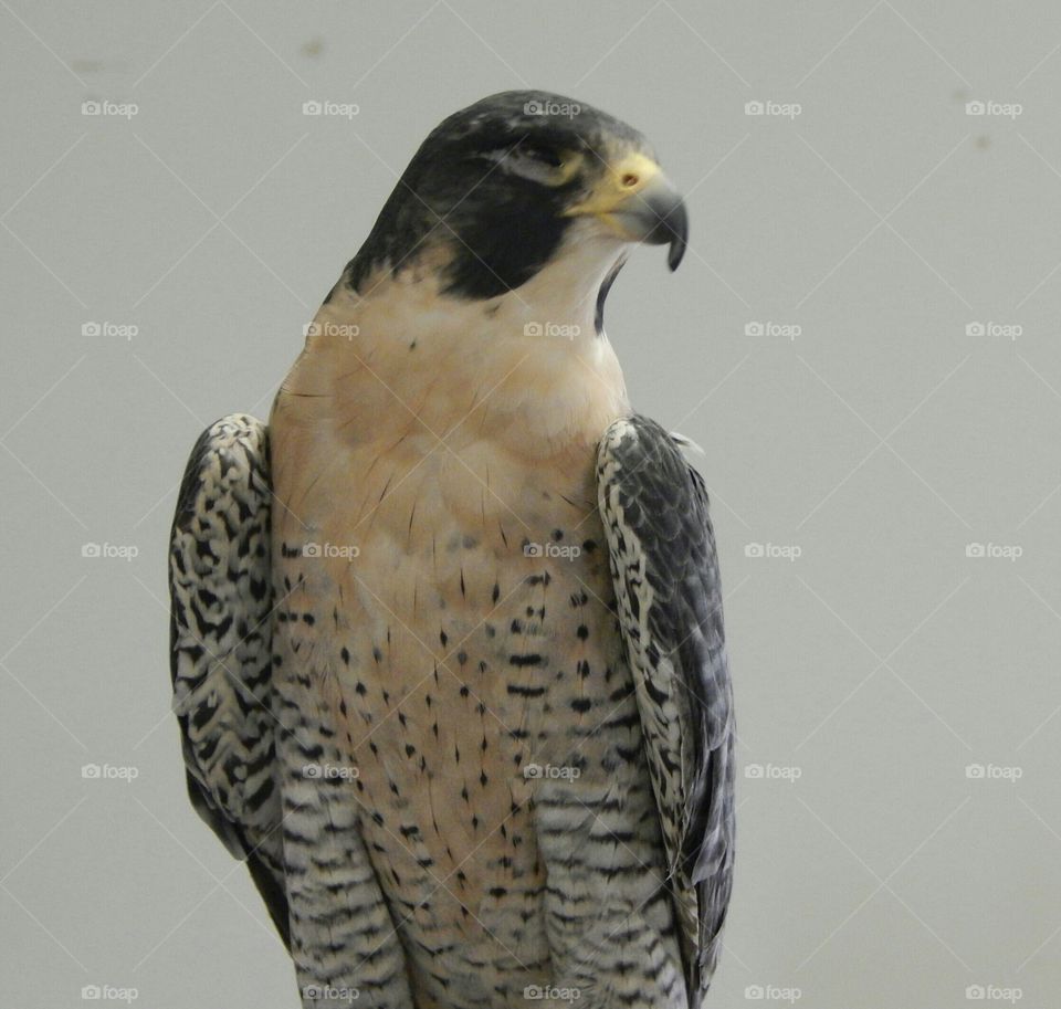 One-eyed Falcon