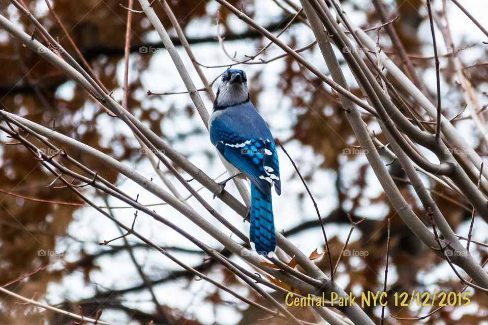 Blue Jay, Central Park NYC