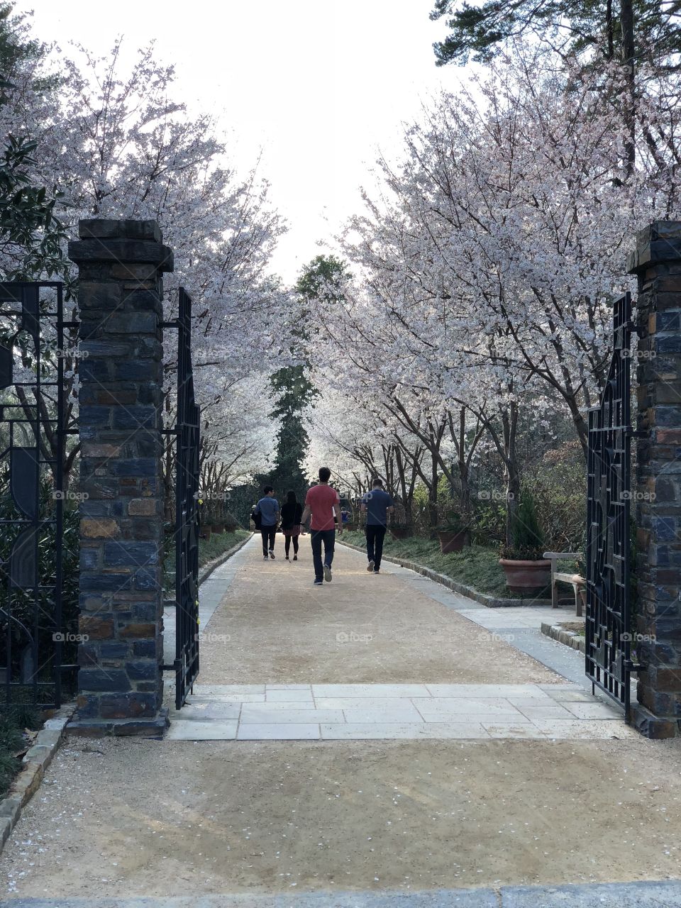 Spring in Duke garden 