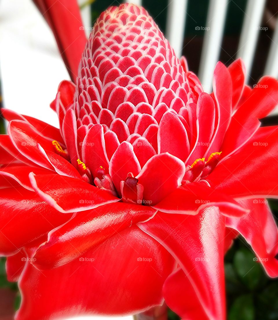 lovely red tropical flower shinning in the sun