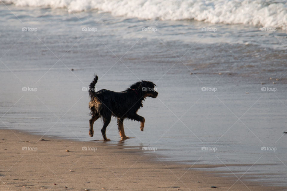 Close-up of dog walking at beach