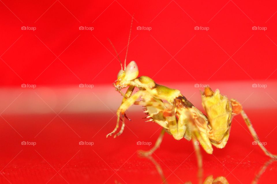 Prying Mantis showing moves