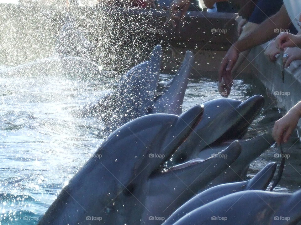 Splash! . splashing dolphins 
