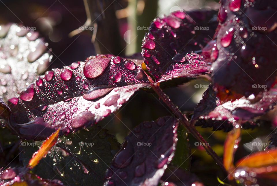 Macro shot of rain drops on petals . Spring season