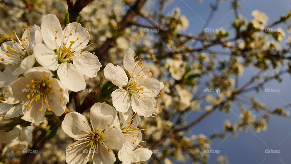 White spring flowers