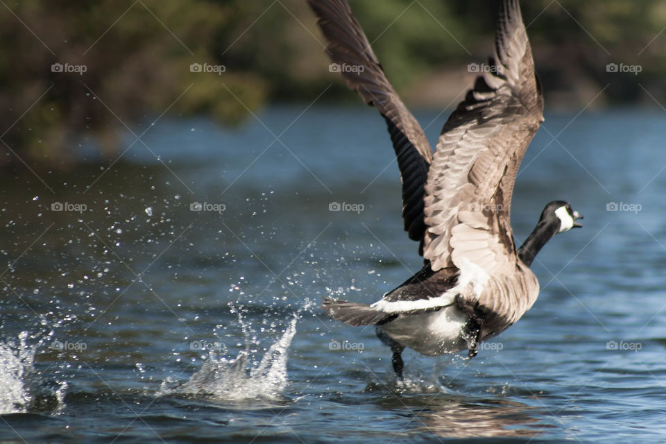 Canadian goose taking flight from a mountain lake.