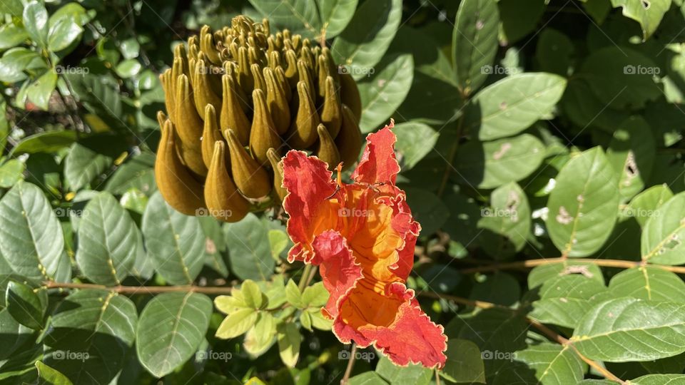 African tulip tree blossom - in Yunnan province in December on a sunny day