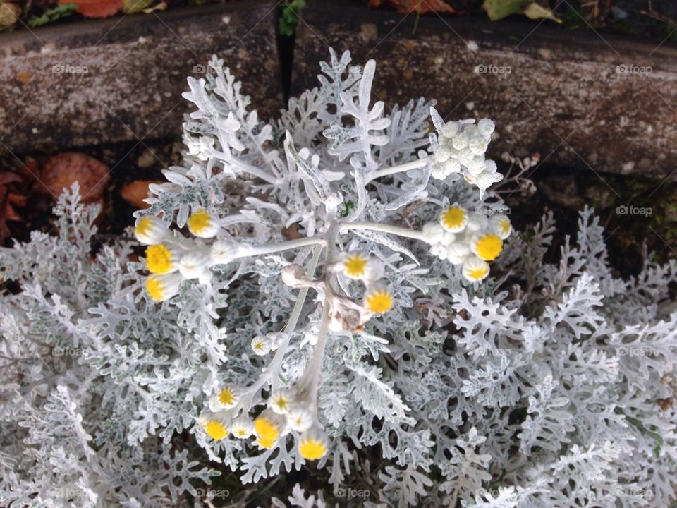 Dusty Miller